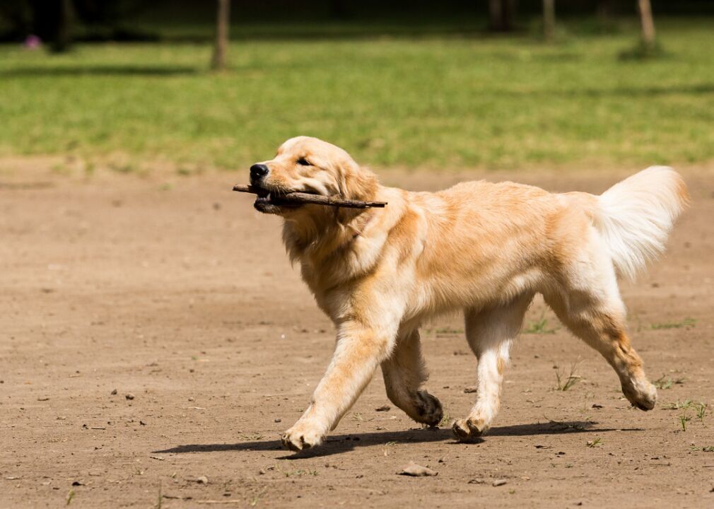 #4. Golden retriever